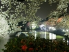 ライトアップされた千鳥ケ淵緑道の桜とボート