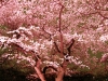 ピンクの照明でライトアップされた桜