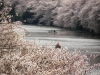 外濠(そとぼり)の両サイドから桜が