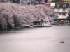 外濠(そとぼり)の桜とカナルカフェ