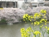外濠(そとぼり)沿いの桜と菜の花