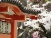 神楽坂・毘沙門天善國寺と桜