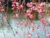 千代田区さくら写真コンクール「区長賞」