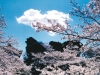 千代田区さくら写真コンクール「準グランプリ(その1)」